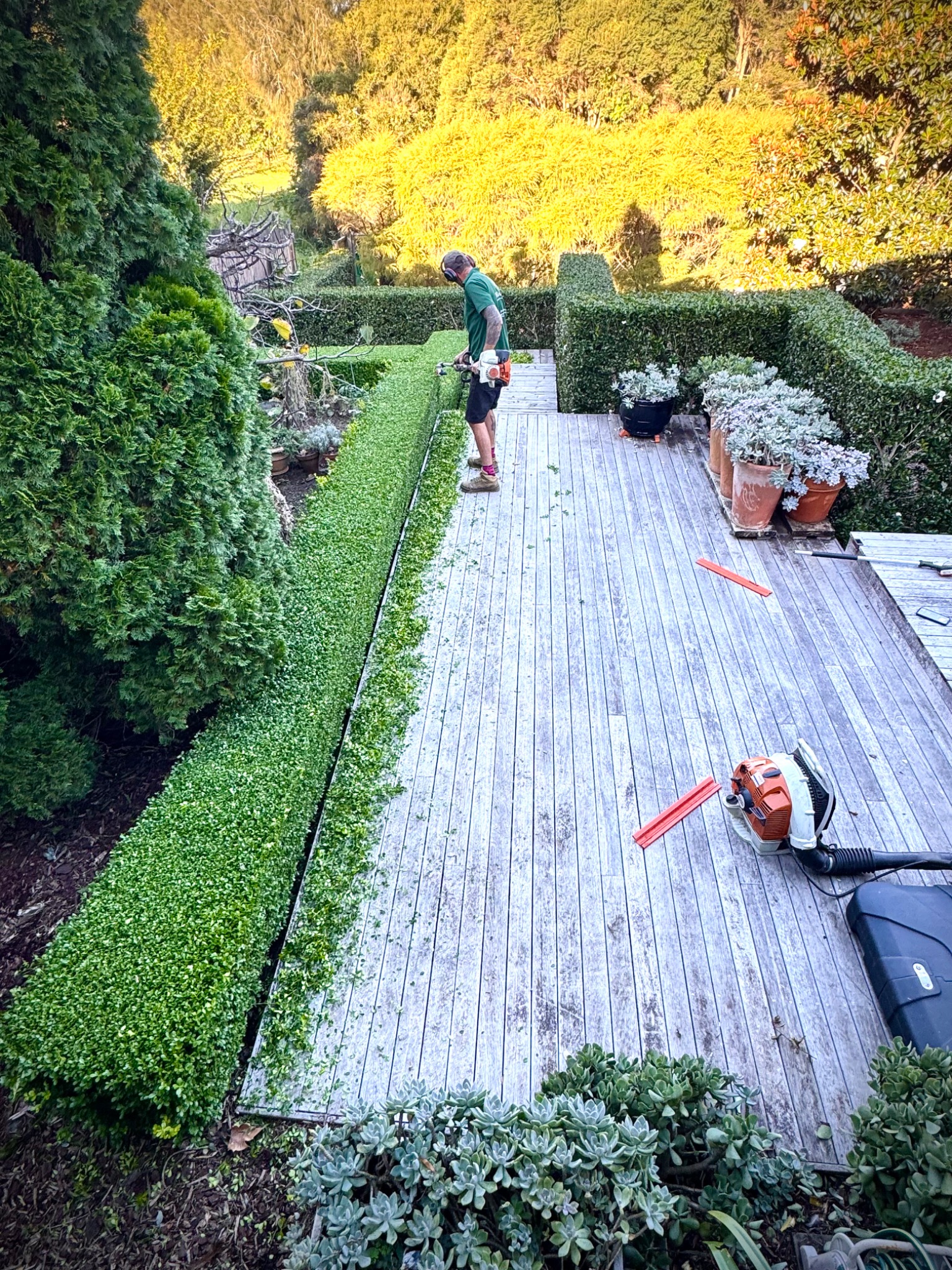 Formal clipped garden