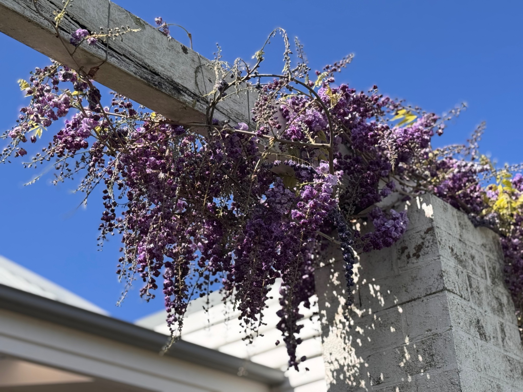 Wisteria flowering over a pergola